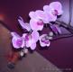 Orchidees- FL101
